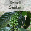 Unroasted Brazil Santos Coffee Bean