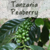 Unroasted Tanzanian Peaberry Coffee Beans
