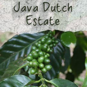 Unroasted Java Dutch Estate Coffee Beans