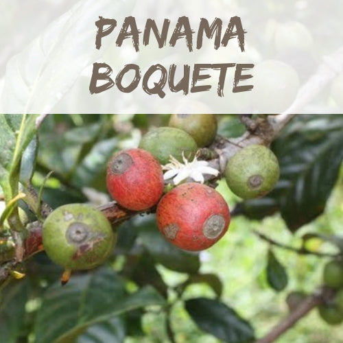 Panama Boquete