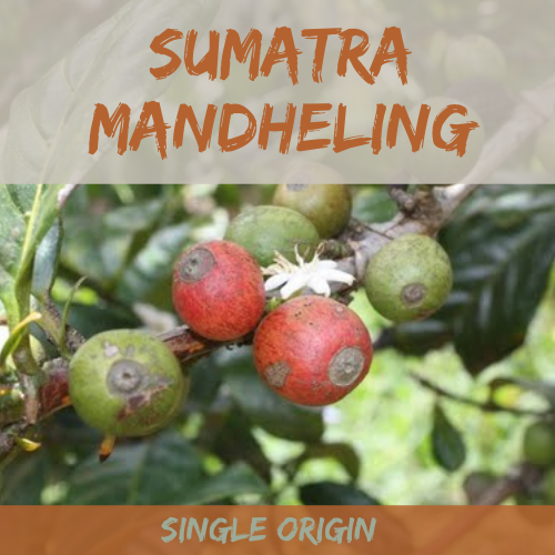 Sumatra Mandheling Coffee