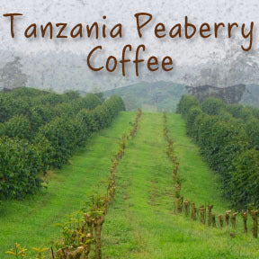 Tanzanian Peaberry